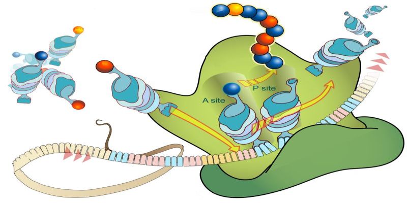 biochem-click